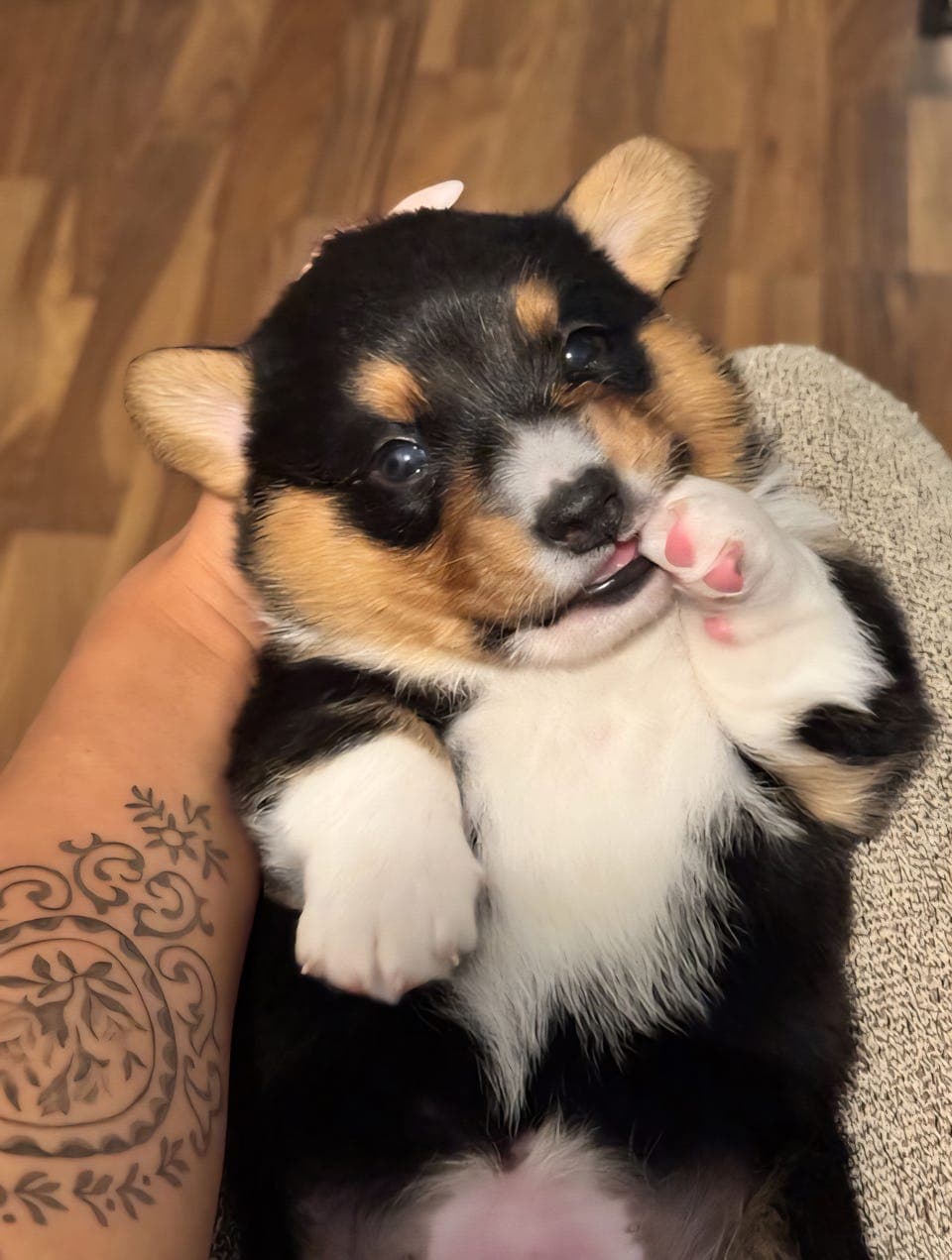 Welsh Corgi Cardigan Valp