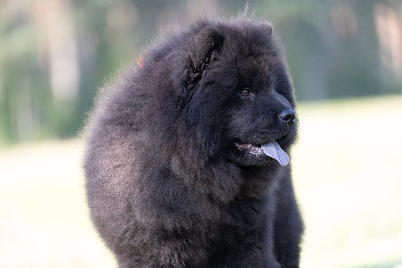 Chow chow tispe