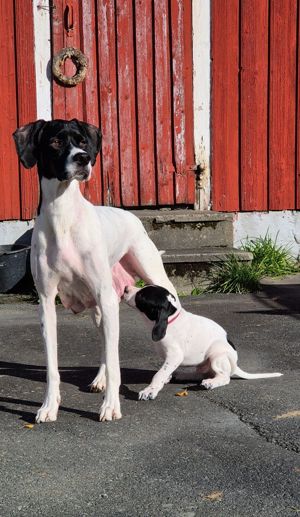 Pointer valper, 2 tisper ledig -Skoglykka's Arnold og Sølenriket's E-Saga