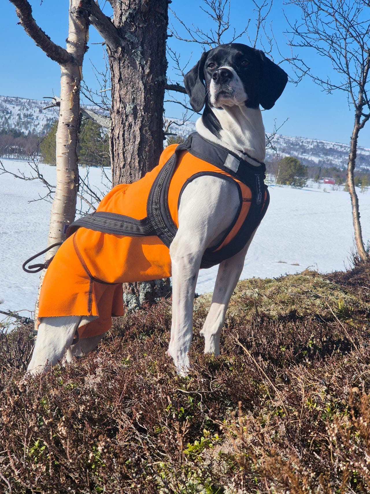 Pointer valper : parring mellom Skoglykka's Arnold og Sølenriket's E-Saga
