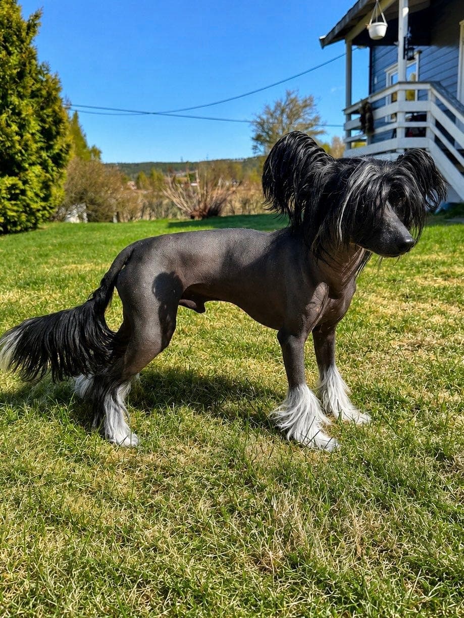 Chinese Crested gutt