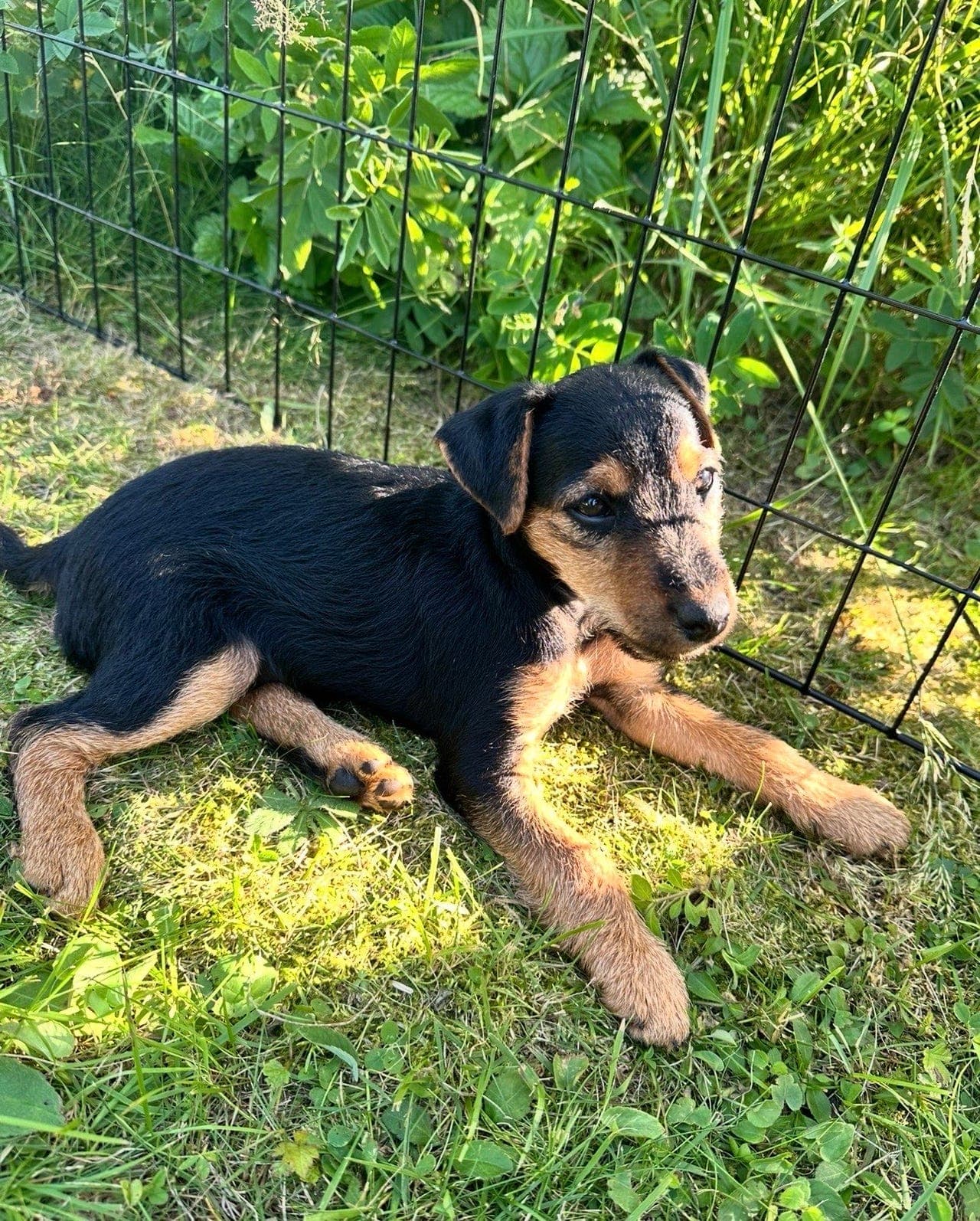 Tysk Jaktterrier