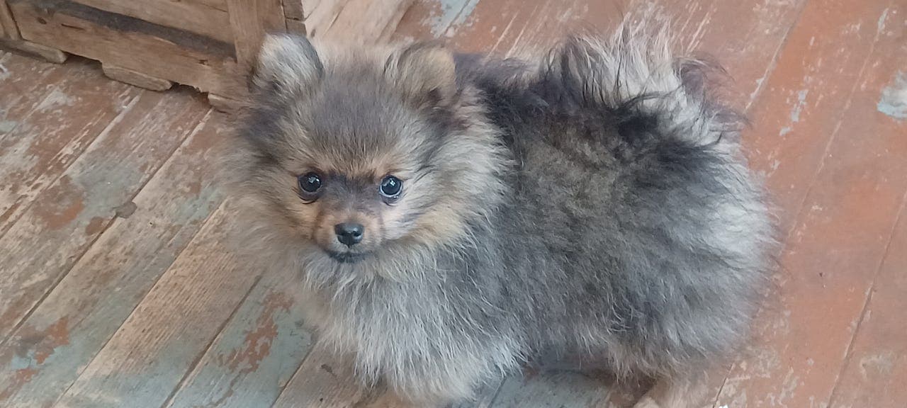 Pomeranian Jente
