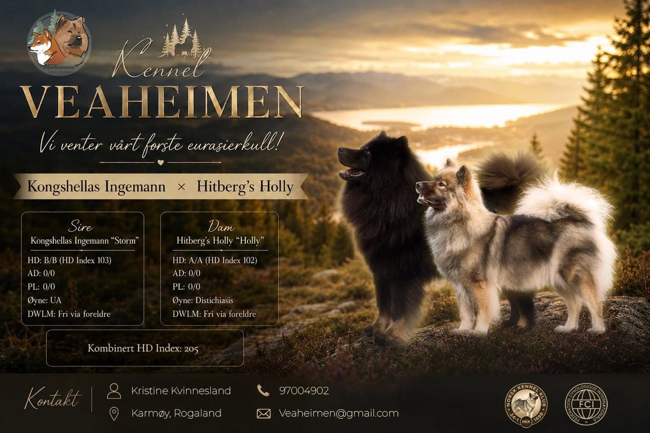 ✨ Eurasierkull ventes hos Kennel Veaheimen ✨