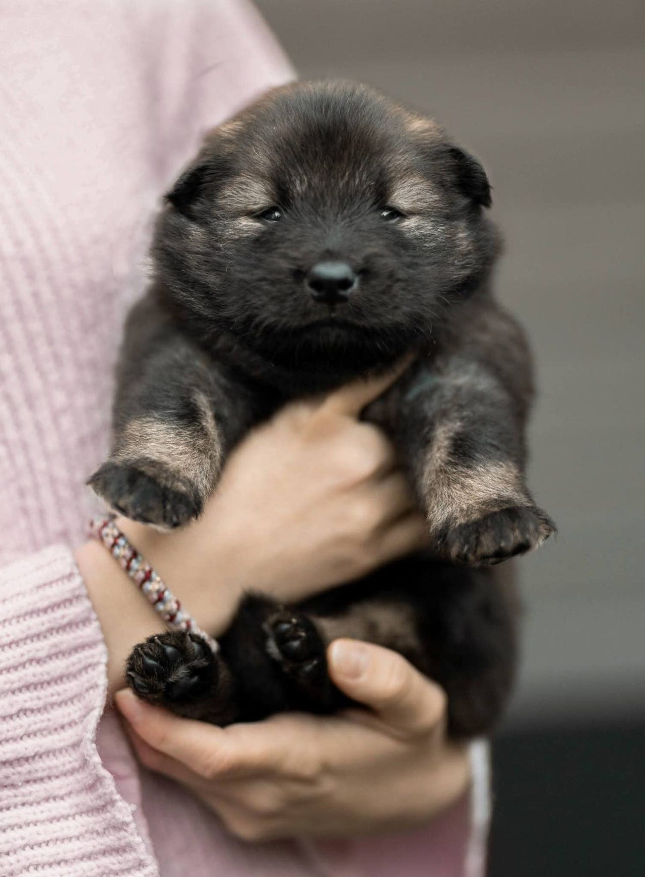 ✨️Eurasiervalper fra Kennel Veaheimen - 1 ledig✨️