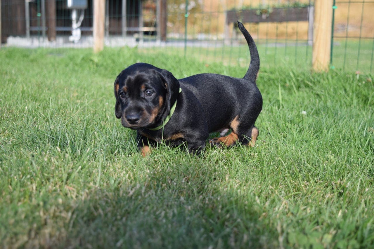 Standard Korthåret Dachshund valper, 1 HANNHUND IGJEN