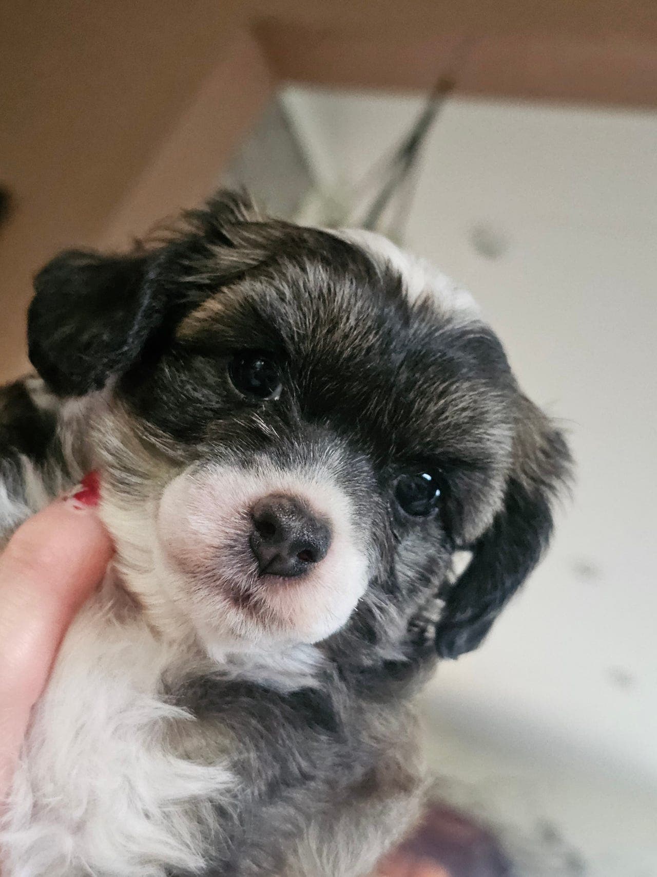 Chinese crested powderpuff hann