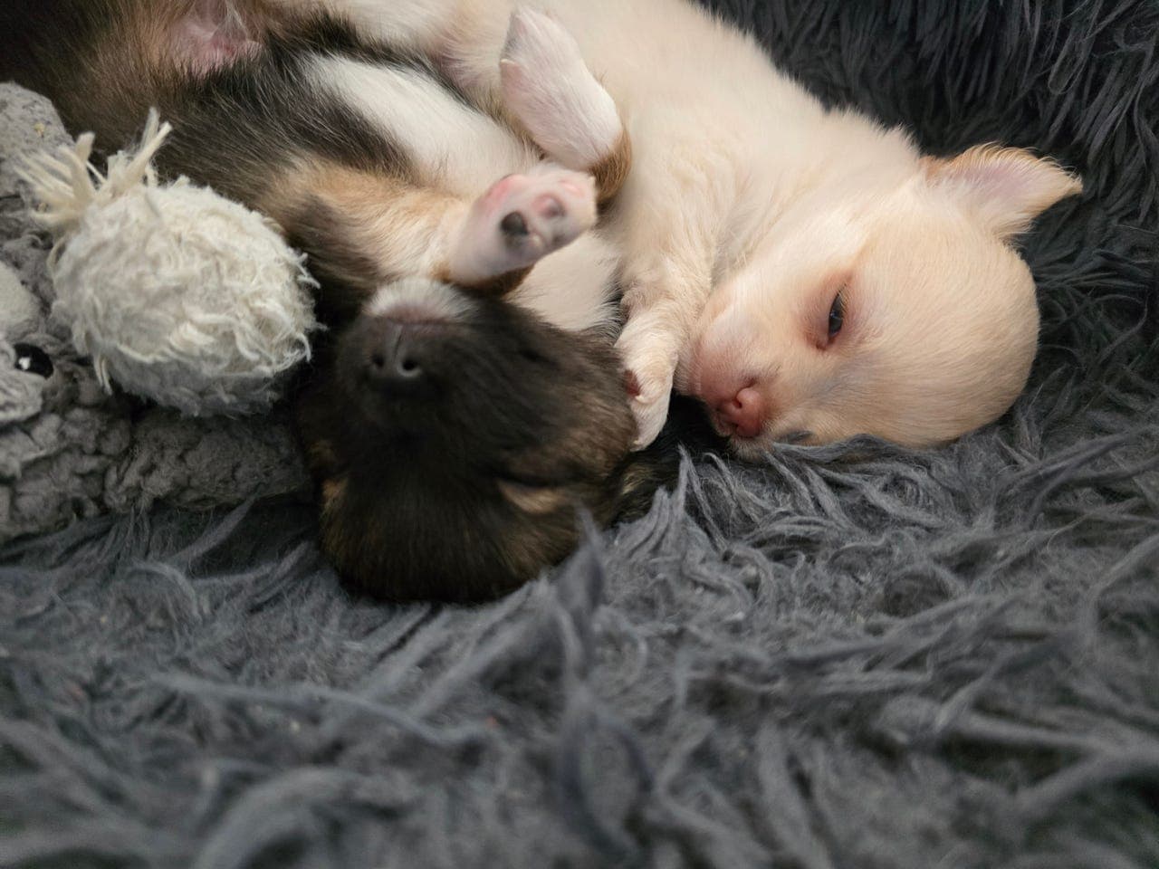 Langhåret Chihuahua gutt