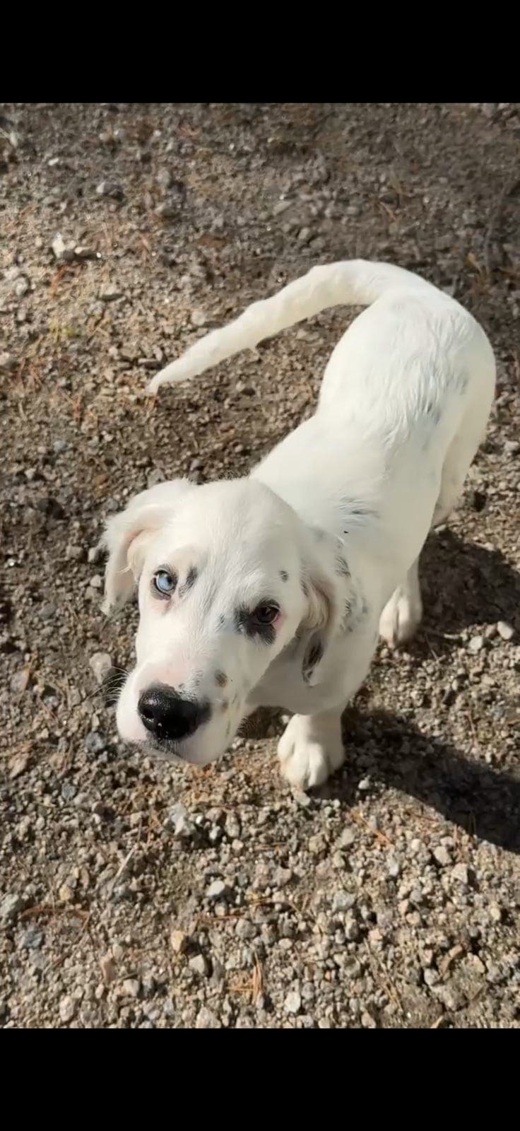 Leveringsklare engelsk setter valper