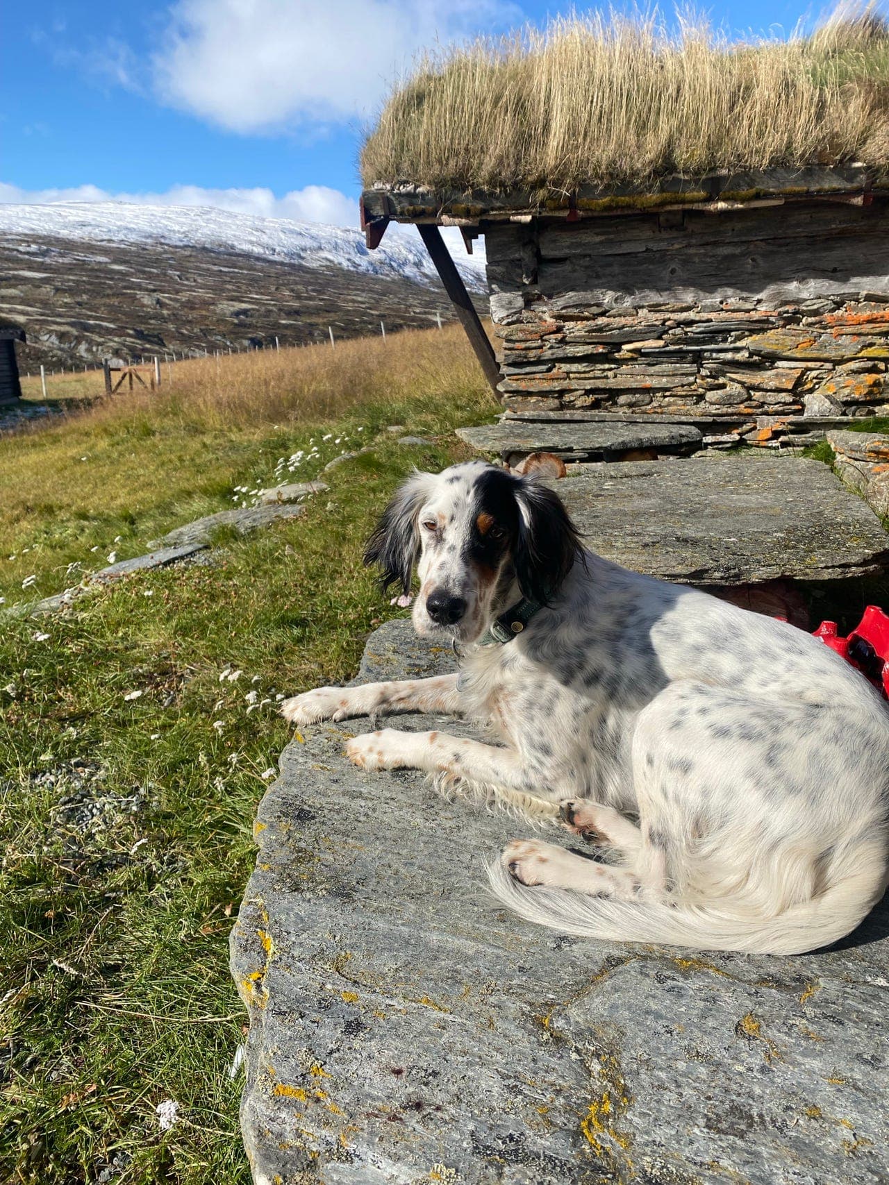Engelsk setter valper