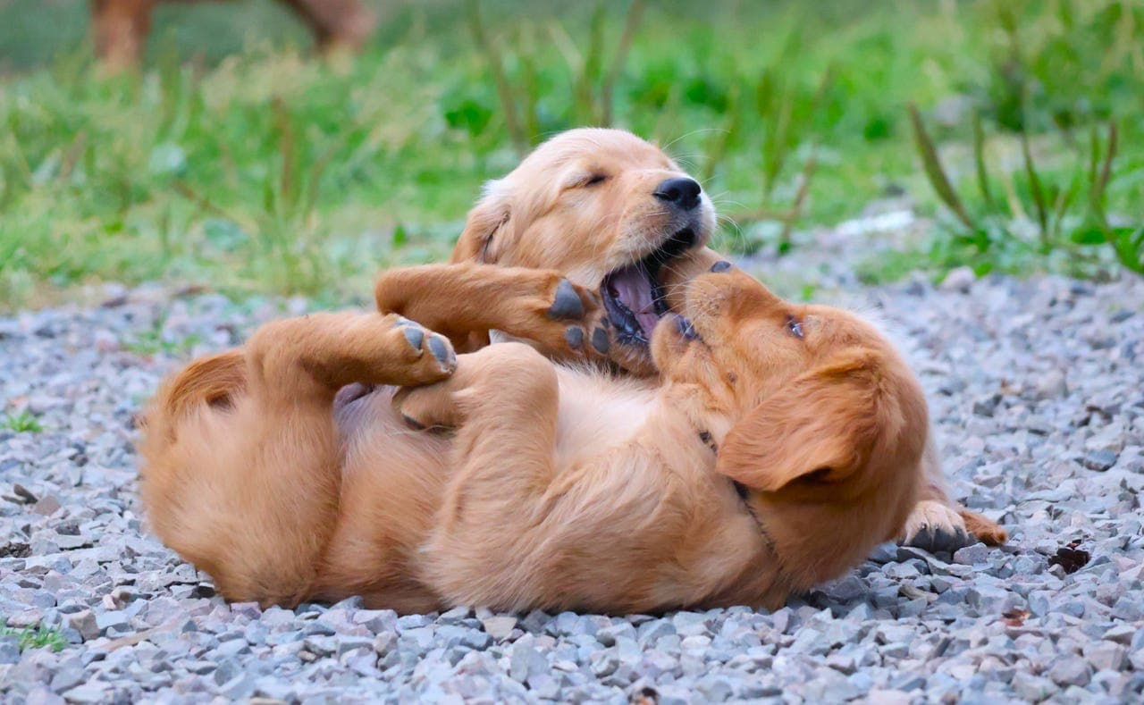 Golden Retriever - forvertavtale