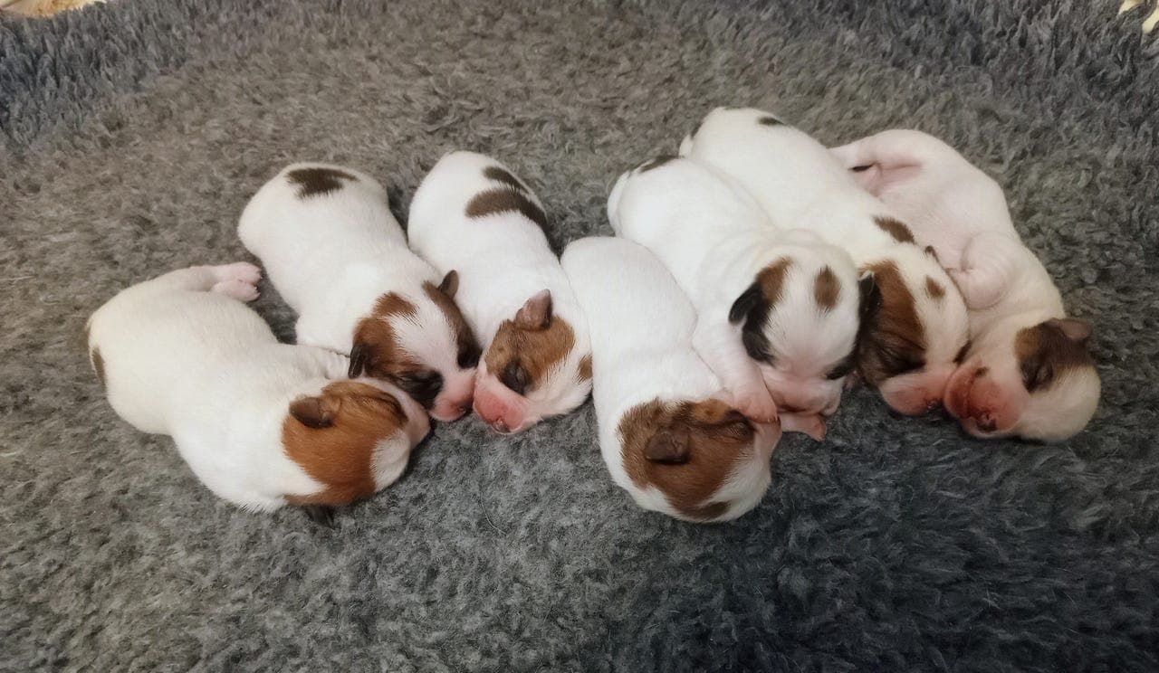 NKK reg. Jack russell valper.