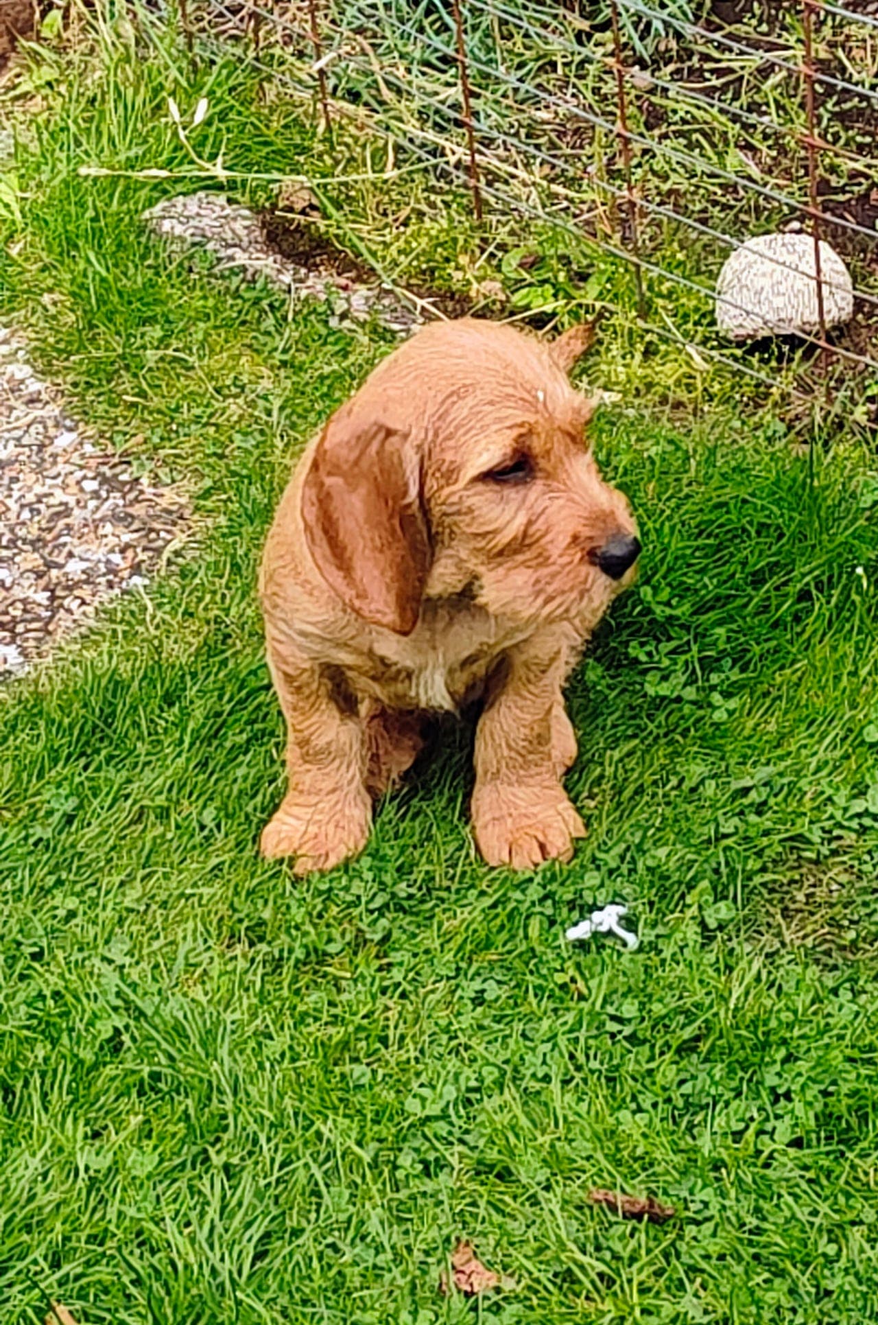 Basset Faune De Bretagne