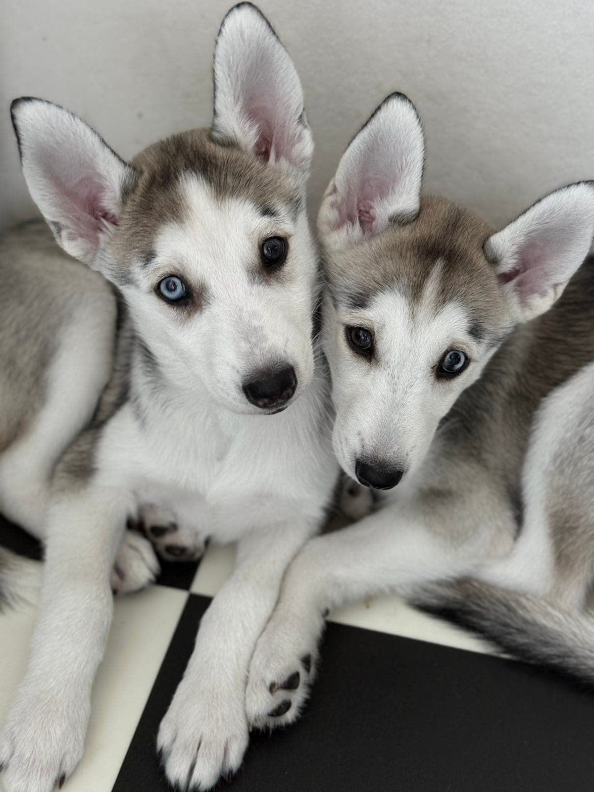 Siberian Husky valper