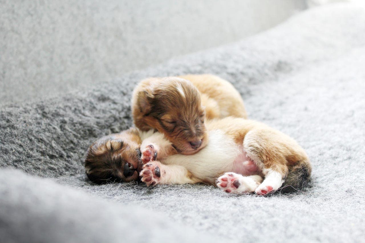 Samarbeidshjem til Shetland Sheepdog