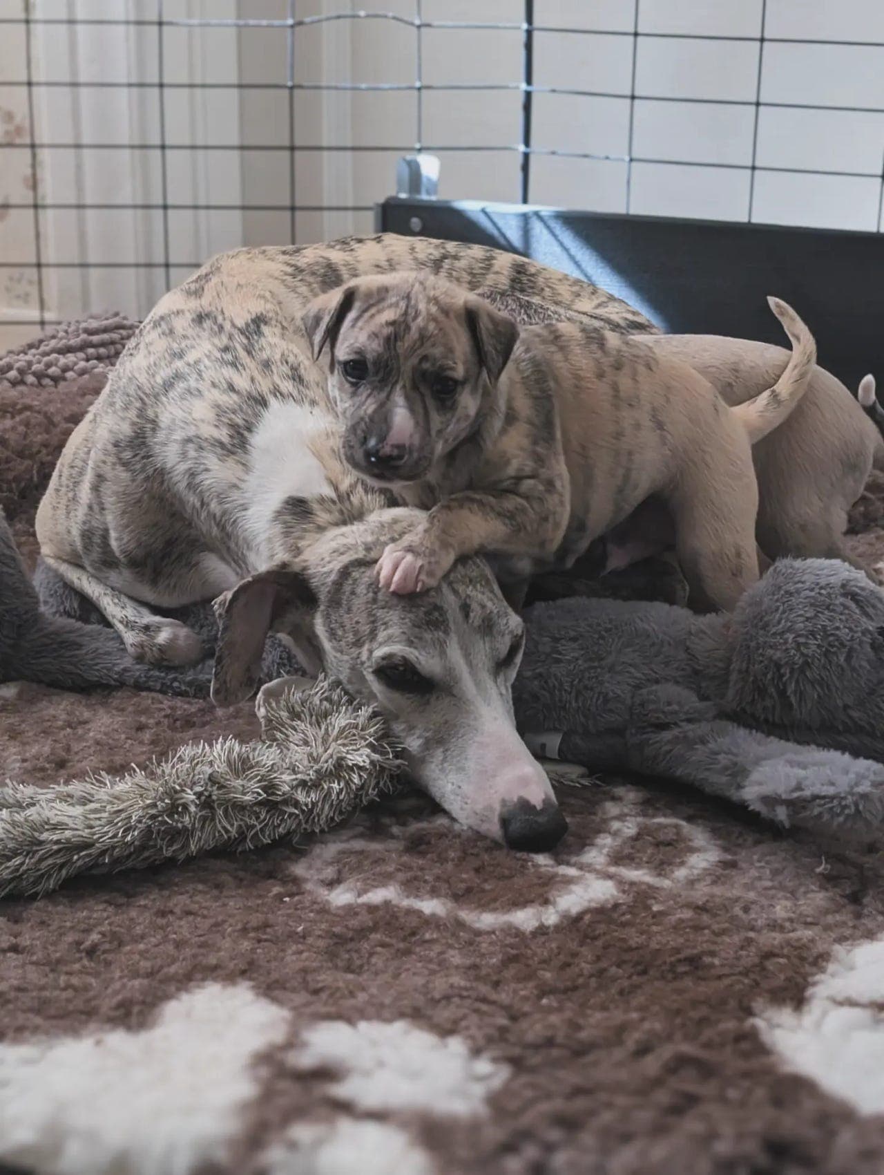 Verdens vakreste Whippet valper søker sine familier ♥️