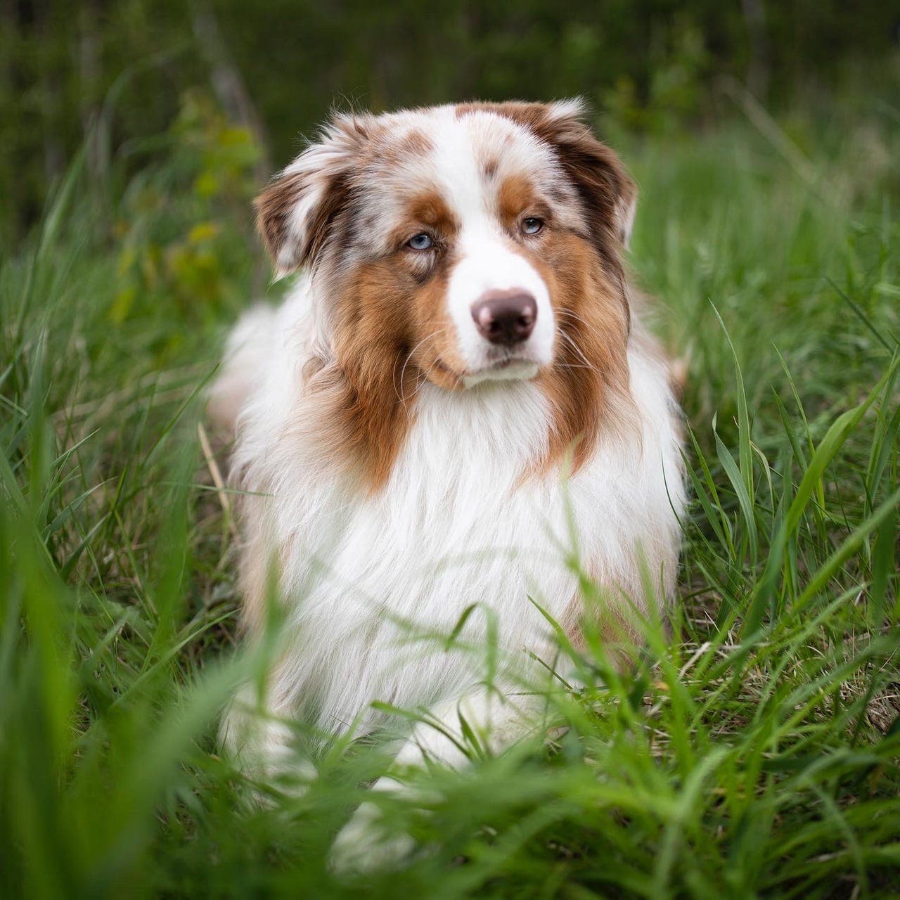 Rust søker ett nytt og aktivt hjem🐾