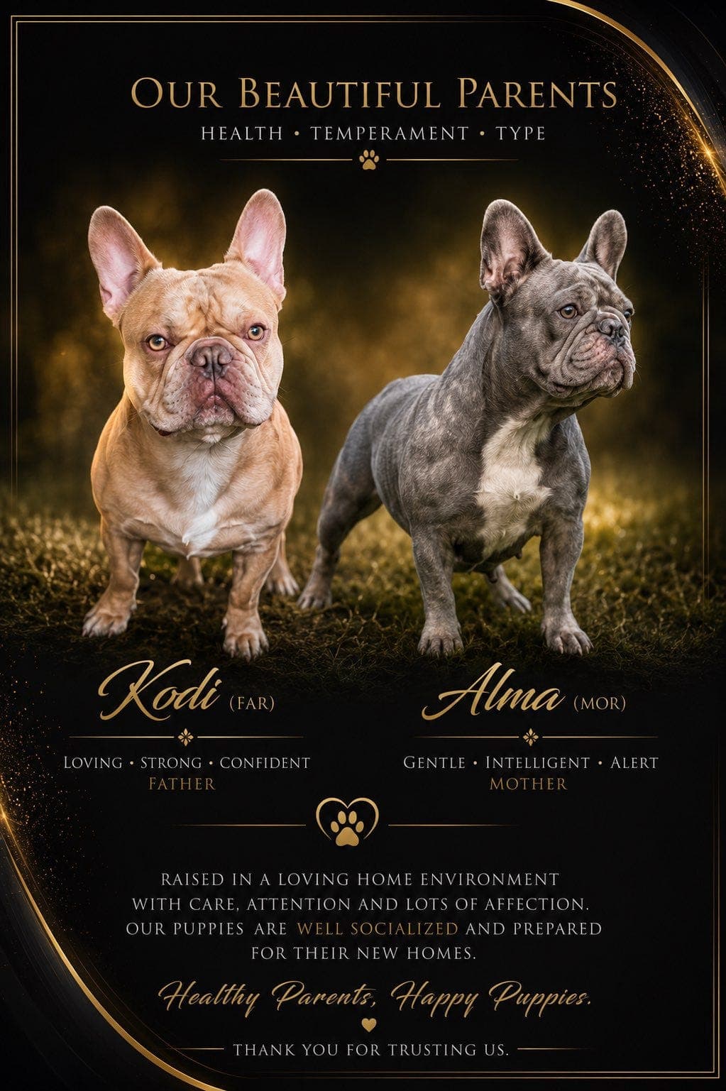 2 fantastiske Franske Bulldog-valper søker kjærlige familier