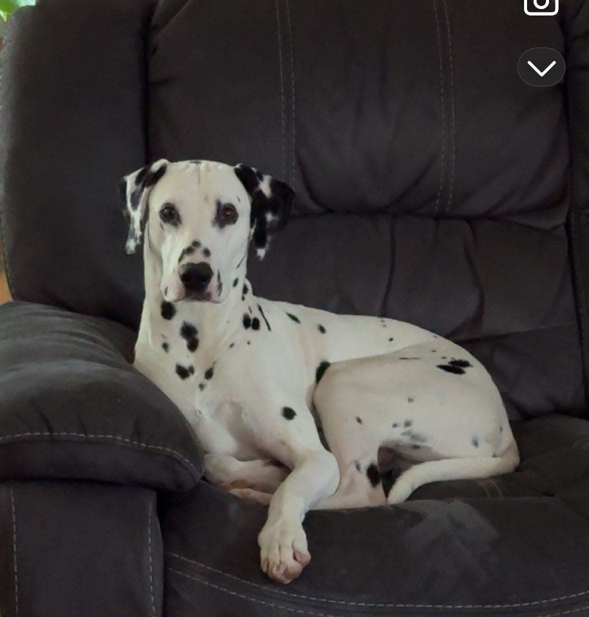 Snoopy søker et nytt og kjærlig hjem 🐾