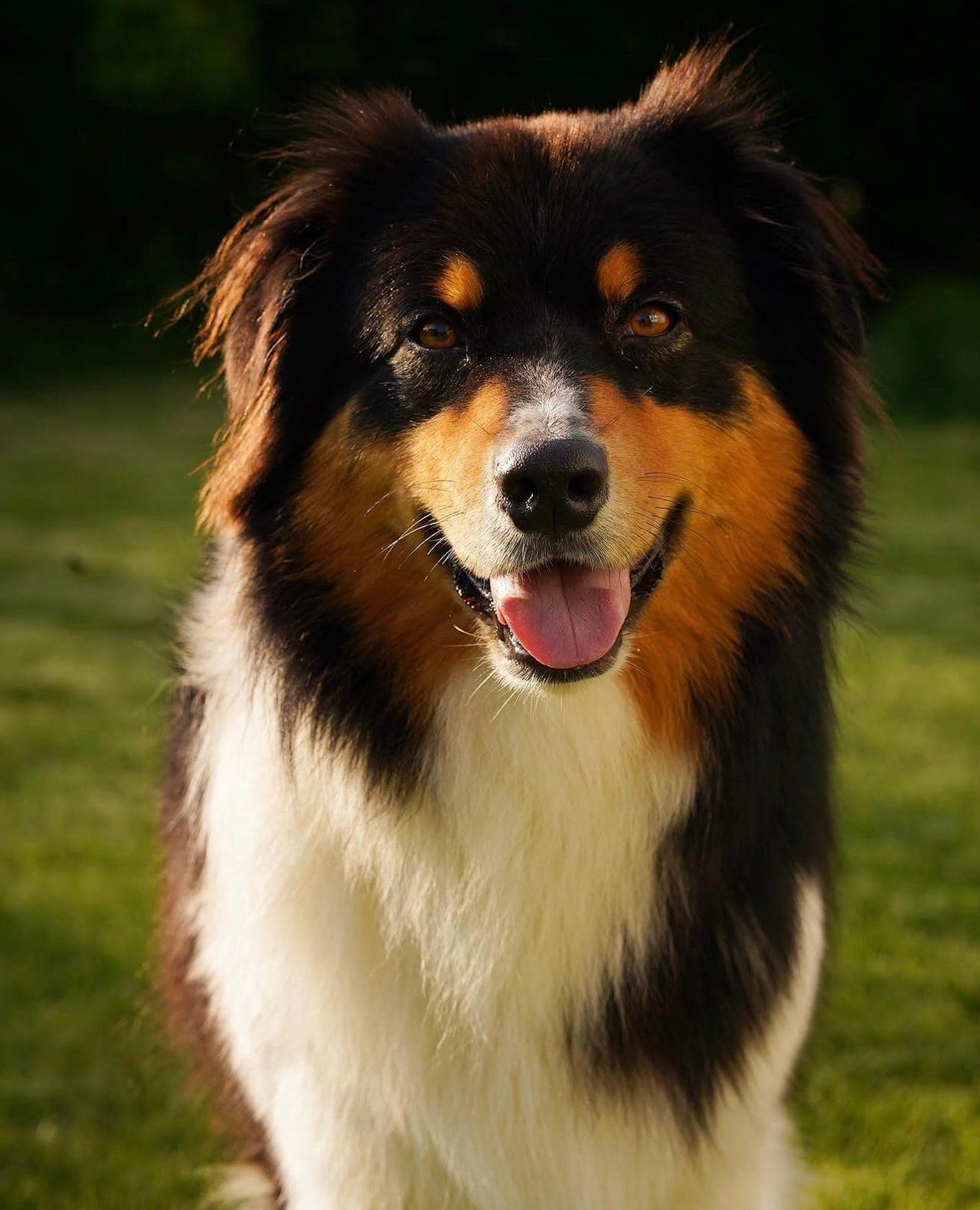 Louie (6 år) søker sitt nye for-alltid-hjem 🐾