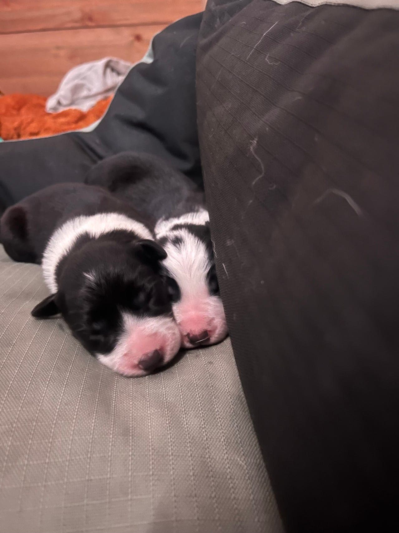 Border Collie valper selges