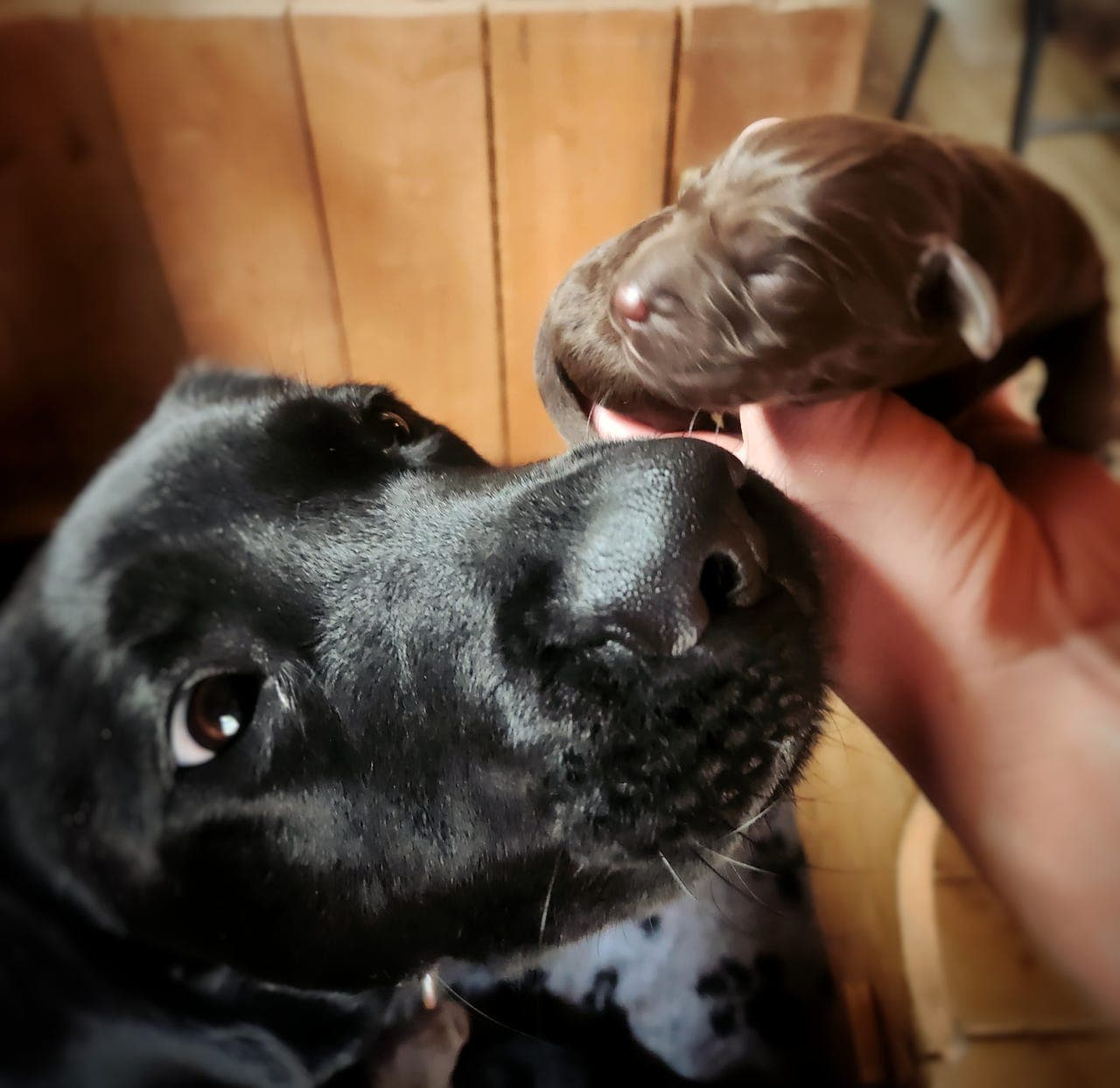 Labrador valper ventes NKK