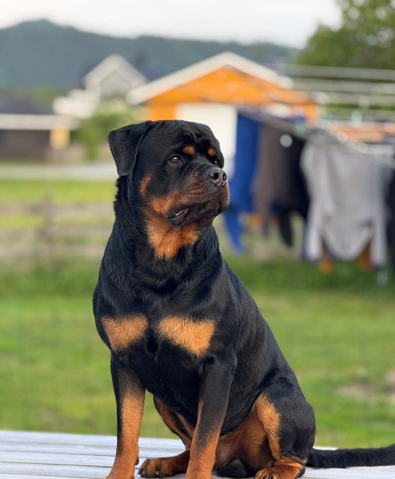 Rottweiler 4år vuderes omplassert
