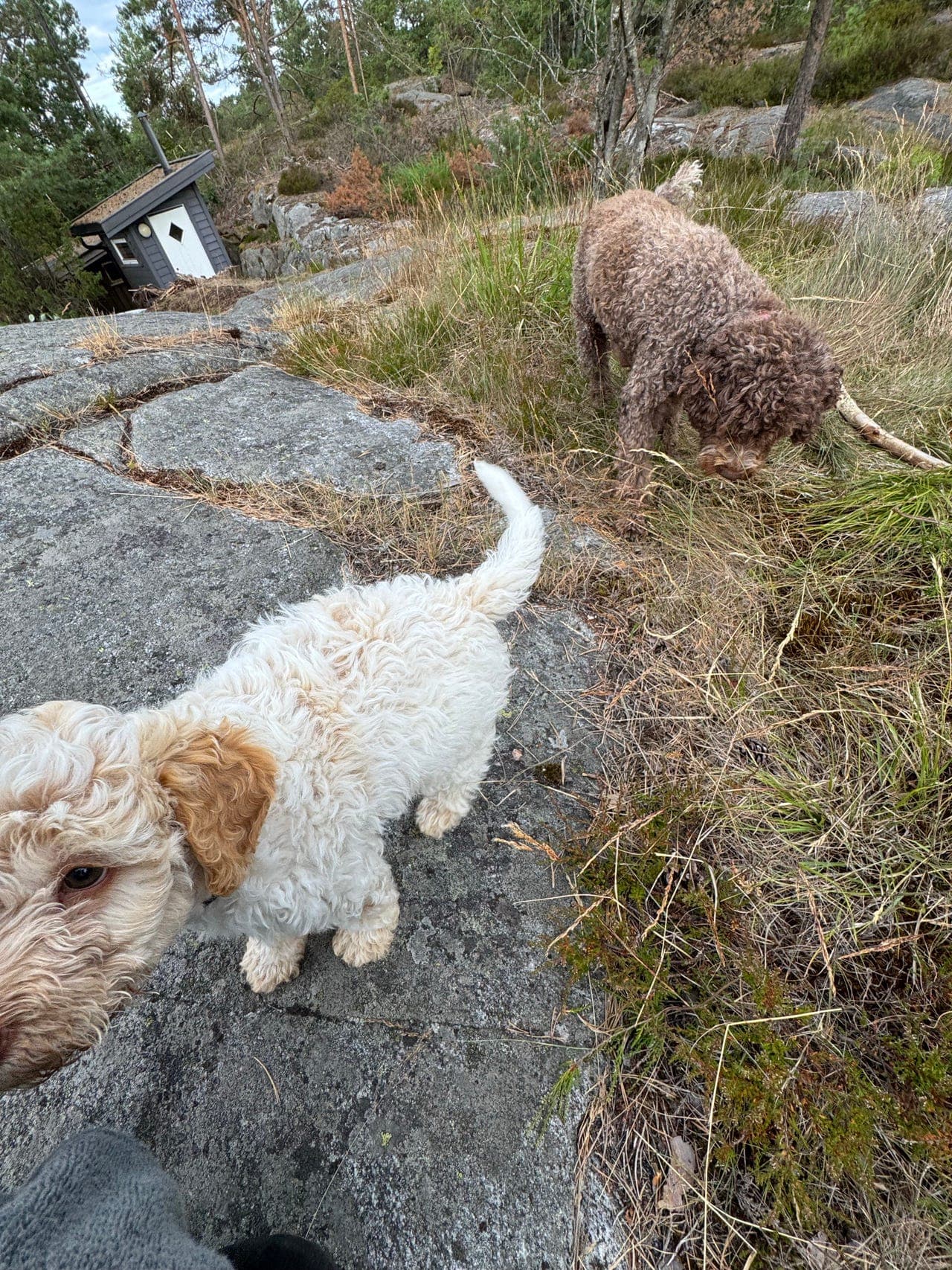 Lagotto Romagnolo hannvalp