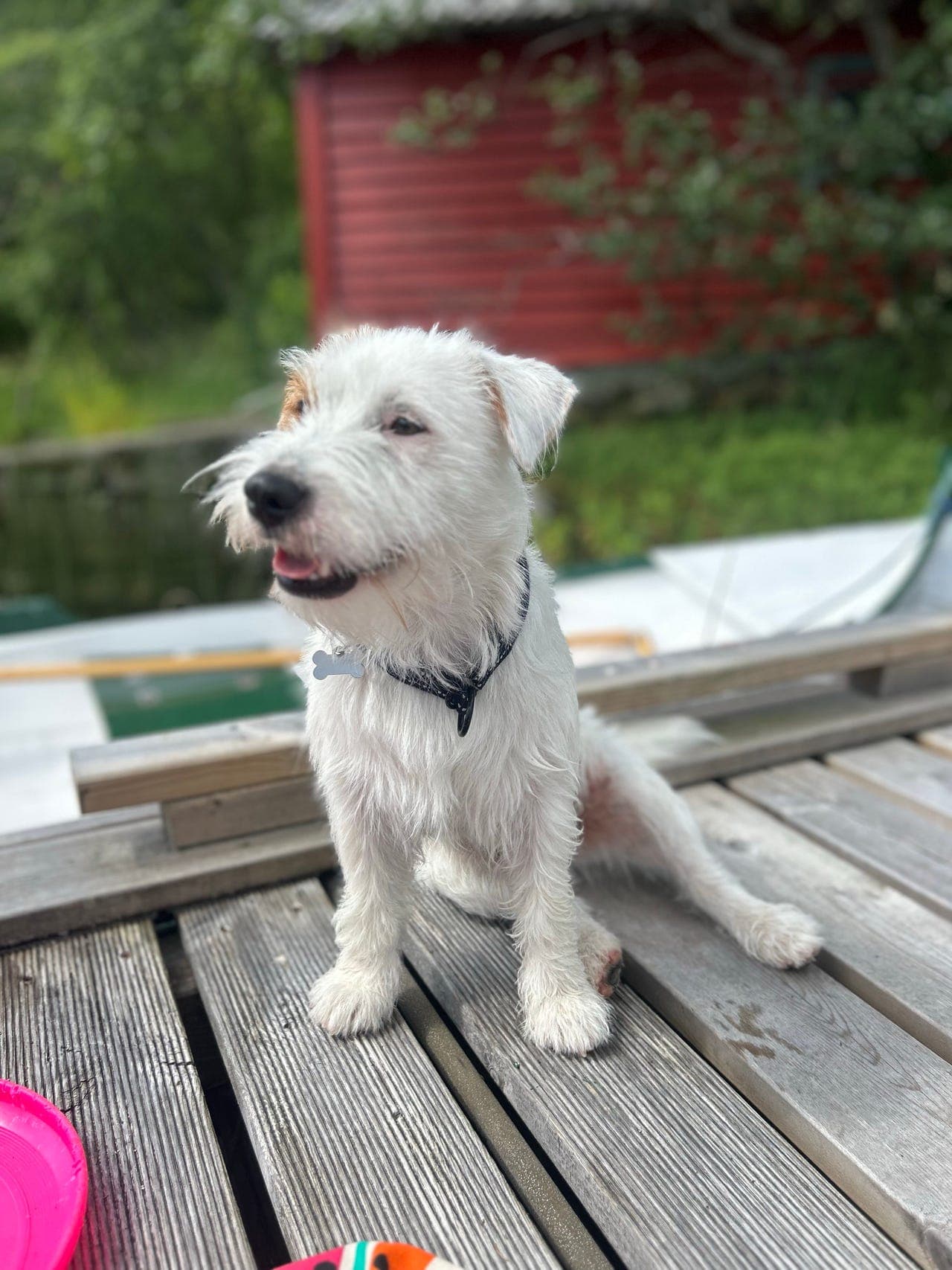 Nydelig og snill gutt, Jack Russell terrier