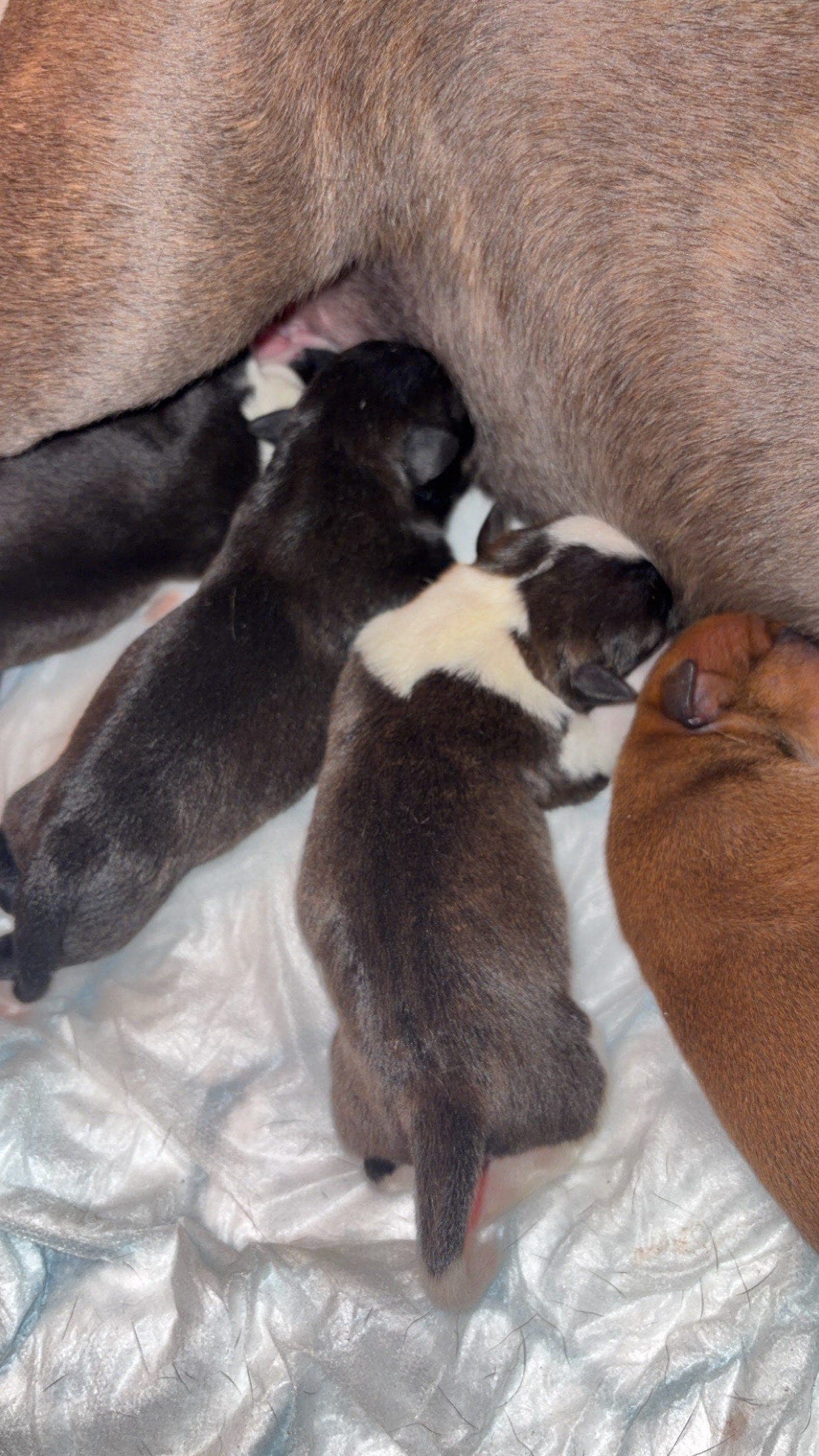 KUN EN TISPE LEDIG! Nydelige Staffordshire bullterier valper