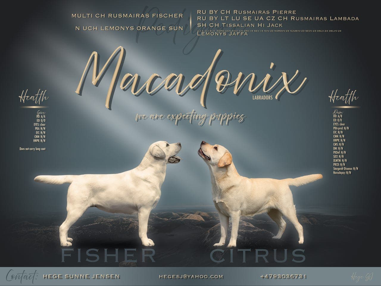Labrador retriever valper