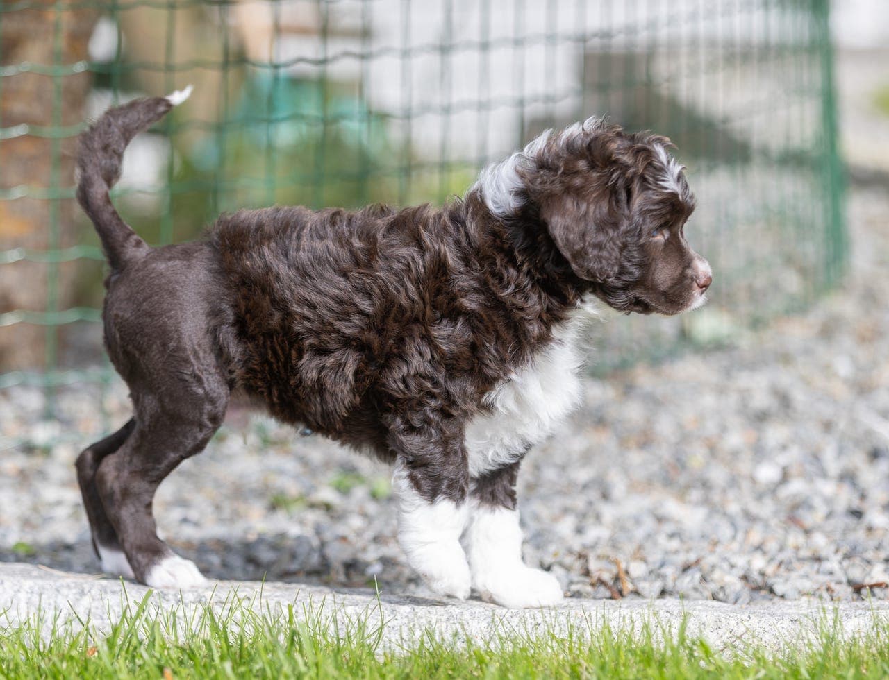 Portugisisk vannhund valper - fortsatt 2 gutter som søker sine egne familier