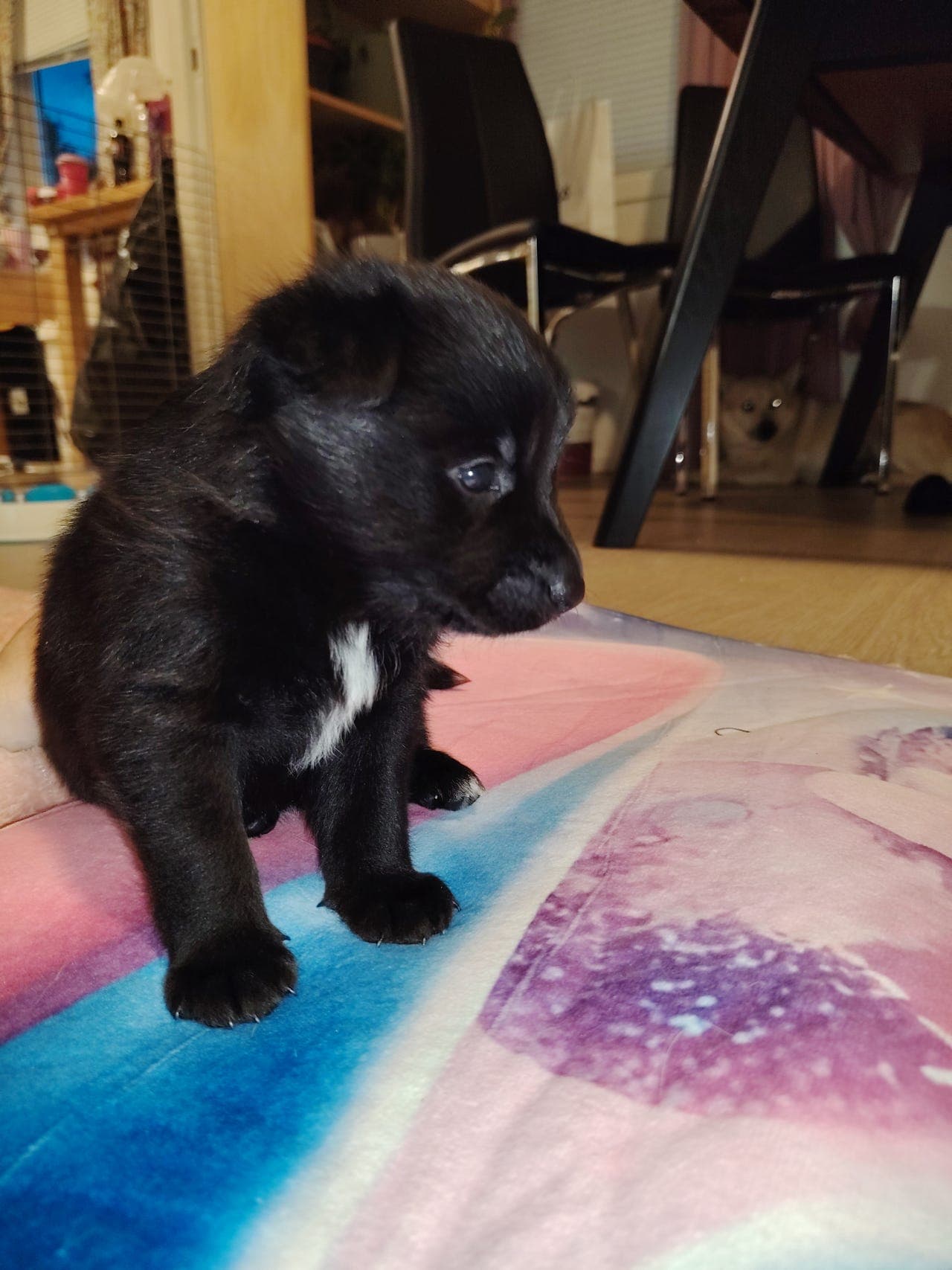 Norsk Buhund Valper