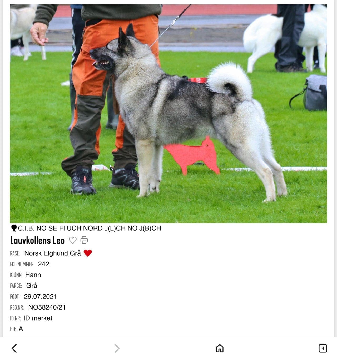 Norsk Elghund Grå Valper