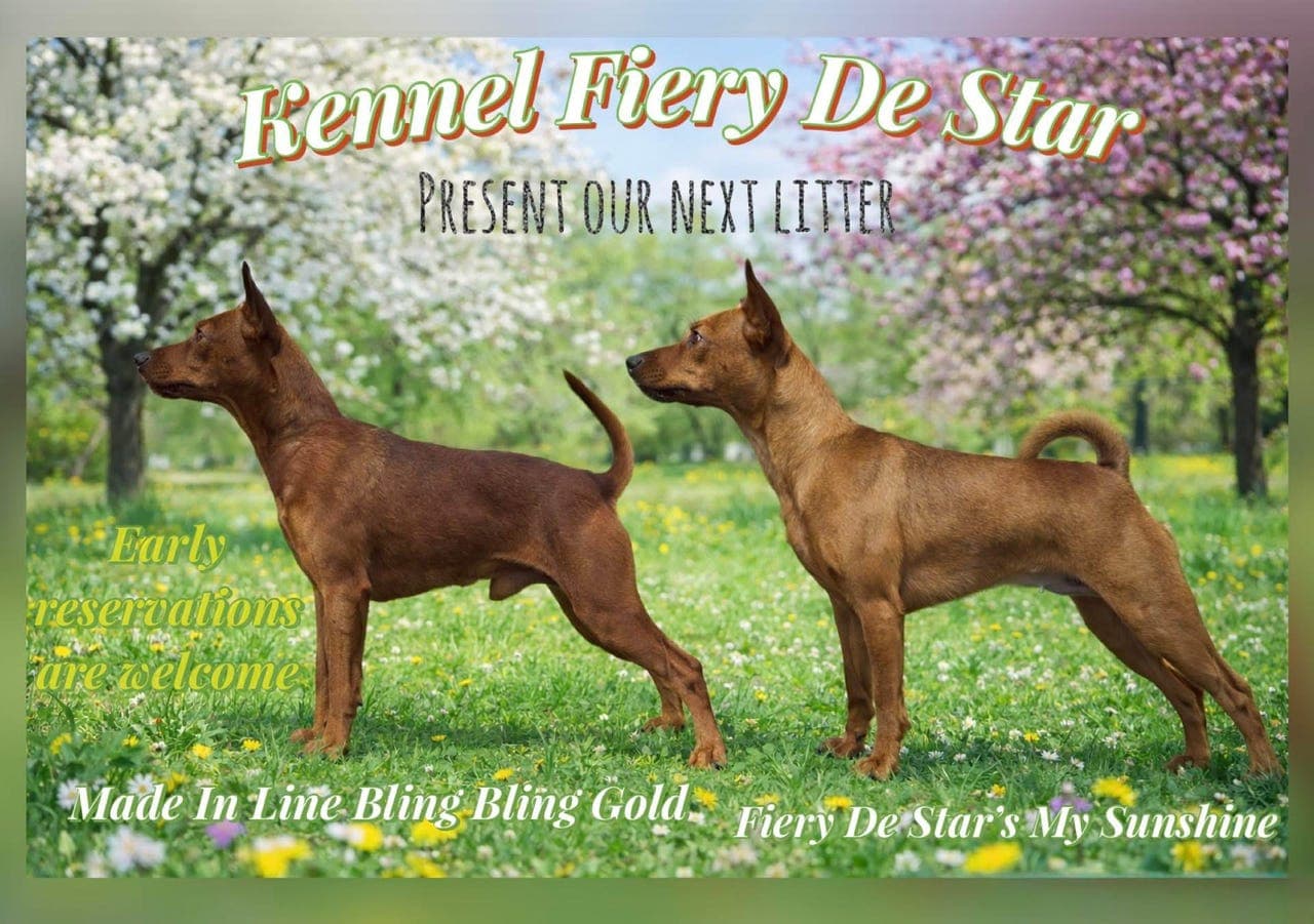 Alle er reservert.. Dvergpinscher valp