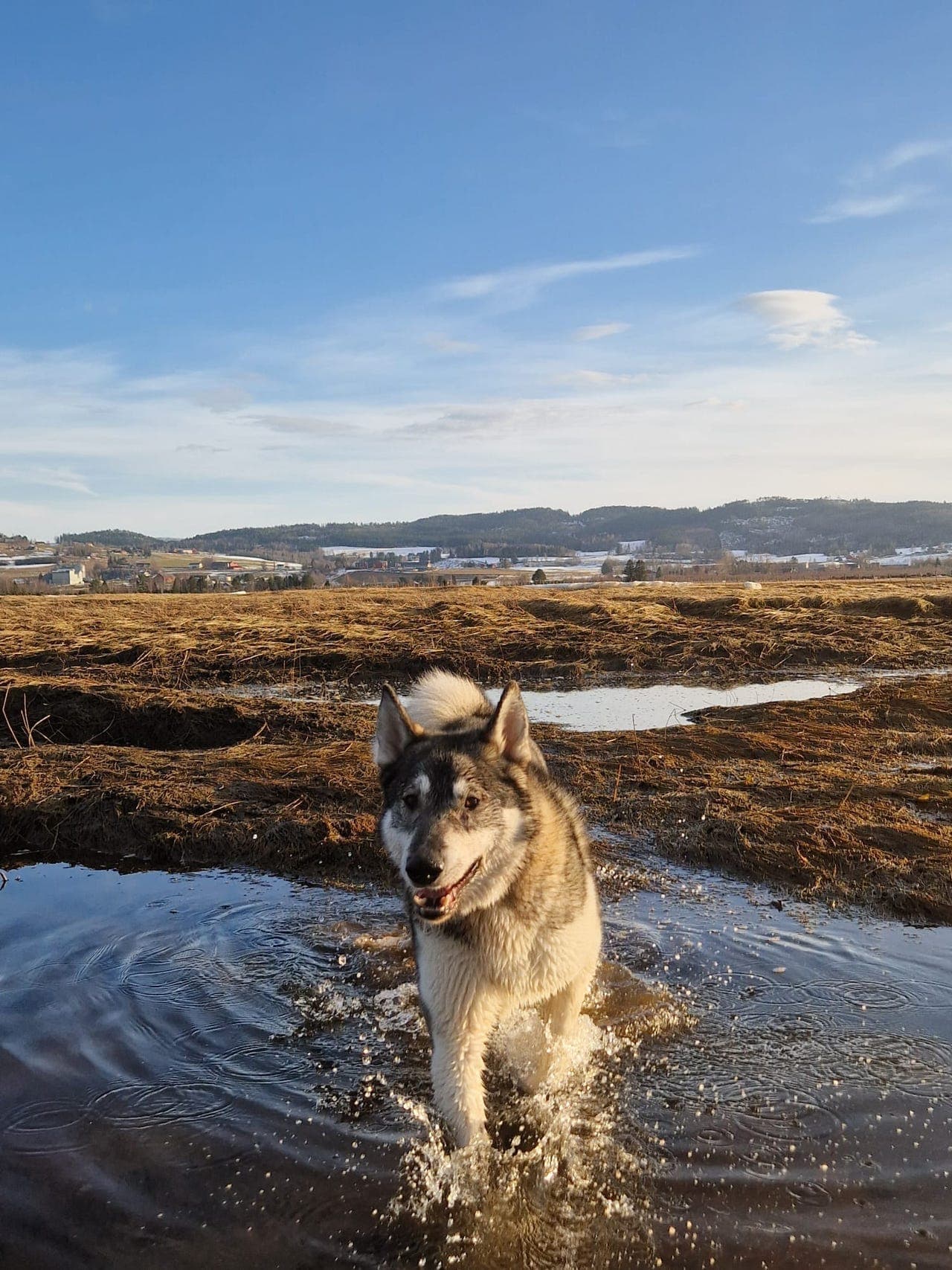 Vestsibirsk laika, 3 år gammel – kun for erfarne jakthjem