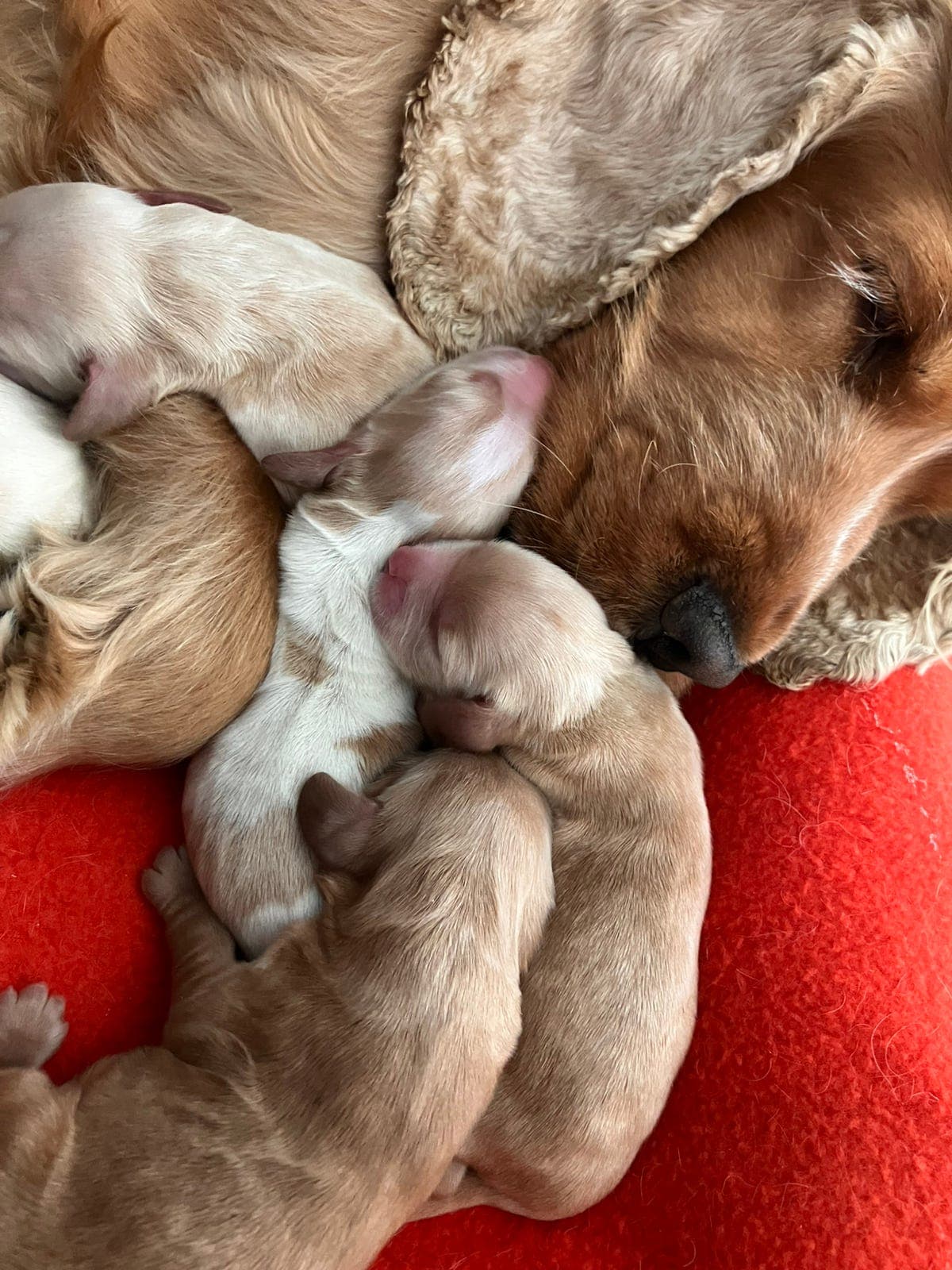 Engelsk Cocker spaniels valper ventes