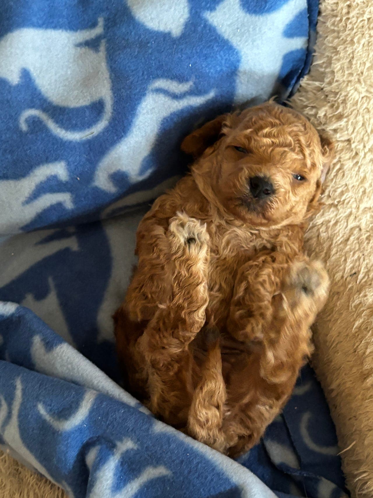 Nydelige og herlige toy/dverg puddel valp 🐶❤️