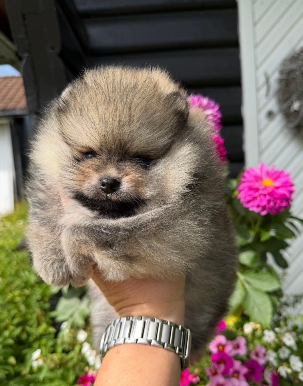 Vakker NKK registrert pomeranian tispevalp