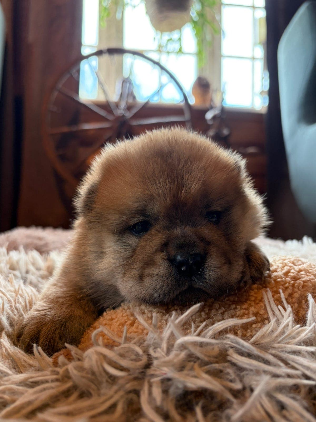 Chow Chow valper