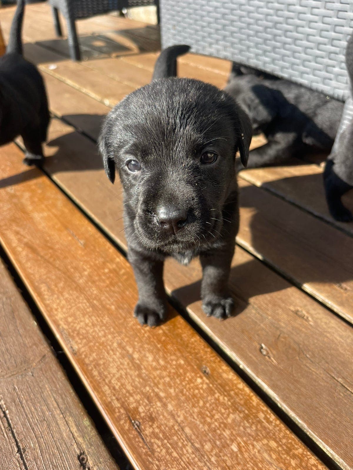 Labrador Retriever valper sorte