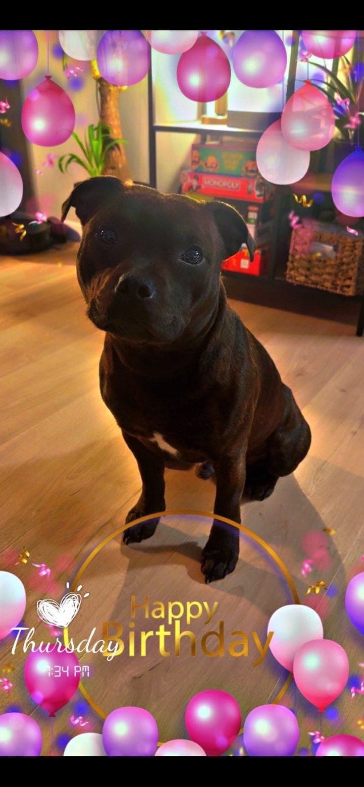 Staffordshire Bull Terrier gutt, 1 år 7 mnd