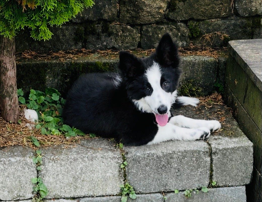 Border collie hanner