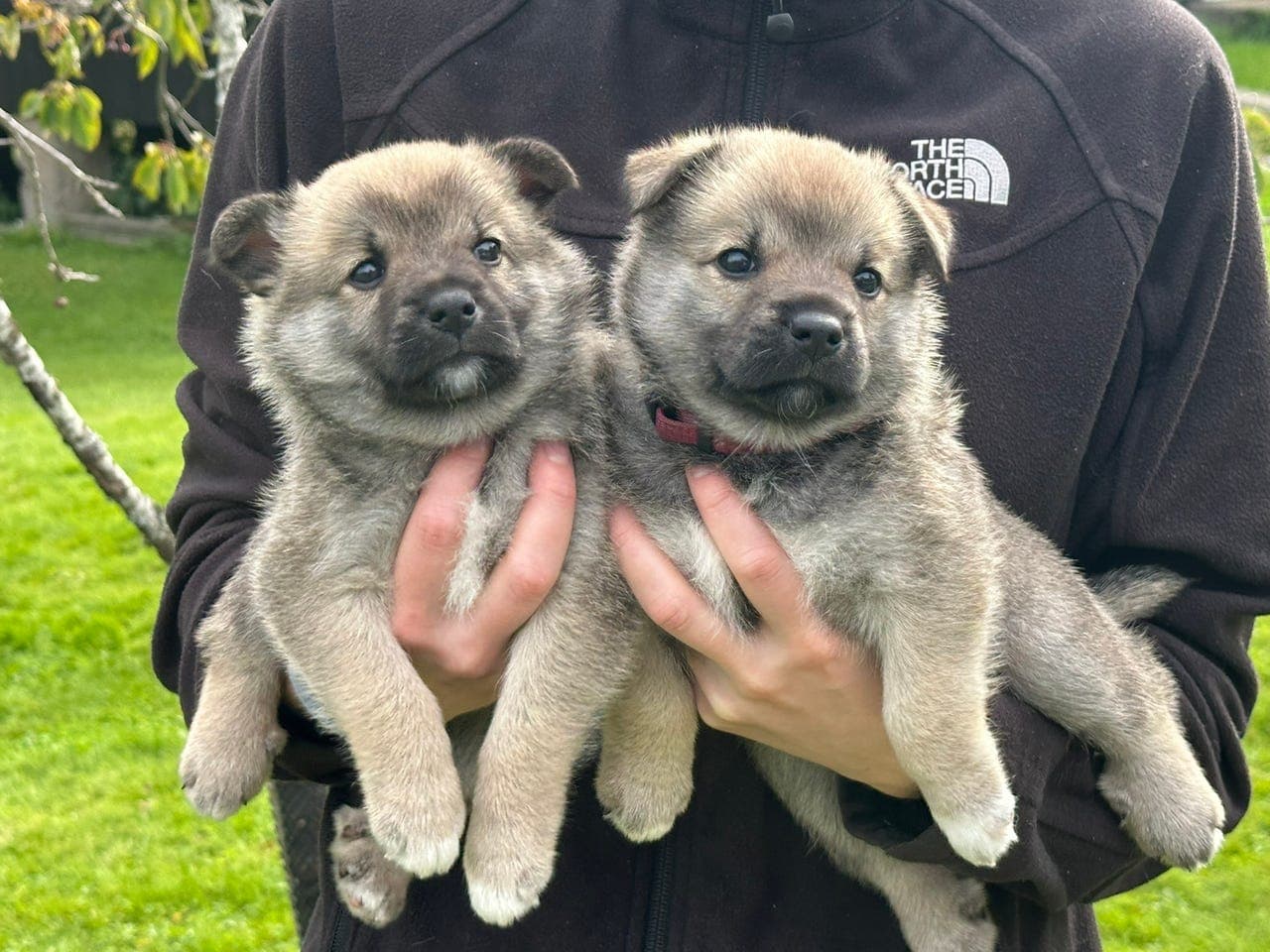 Norsk buhund – én valp igjen, leveringsklar fra 6. september