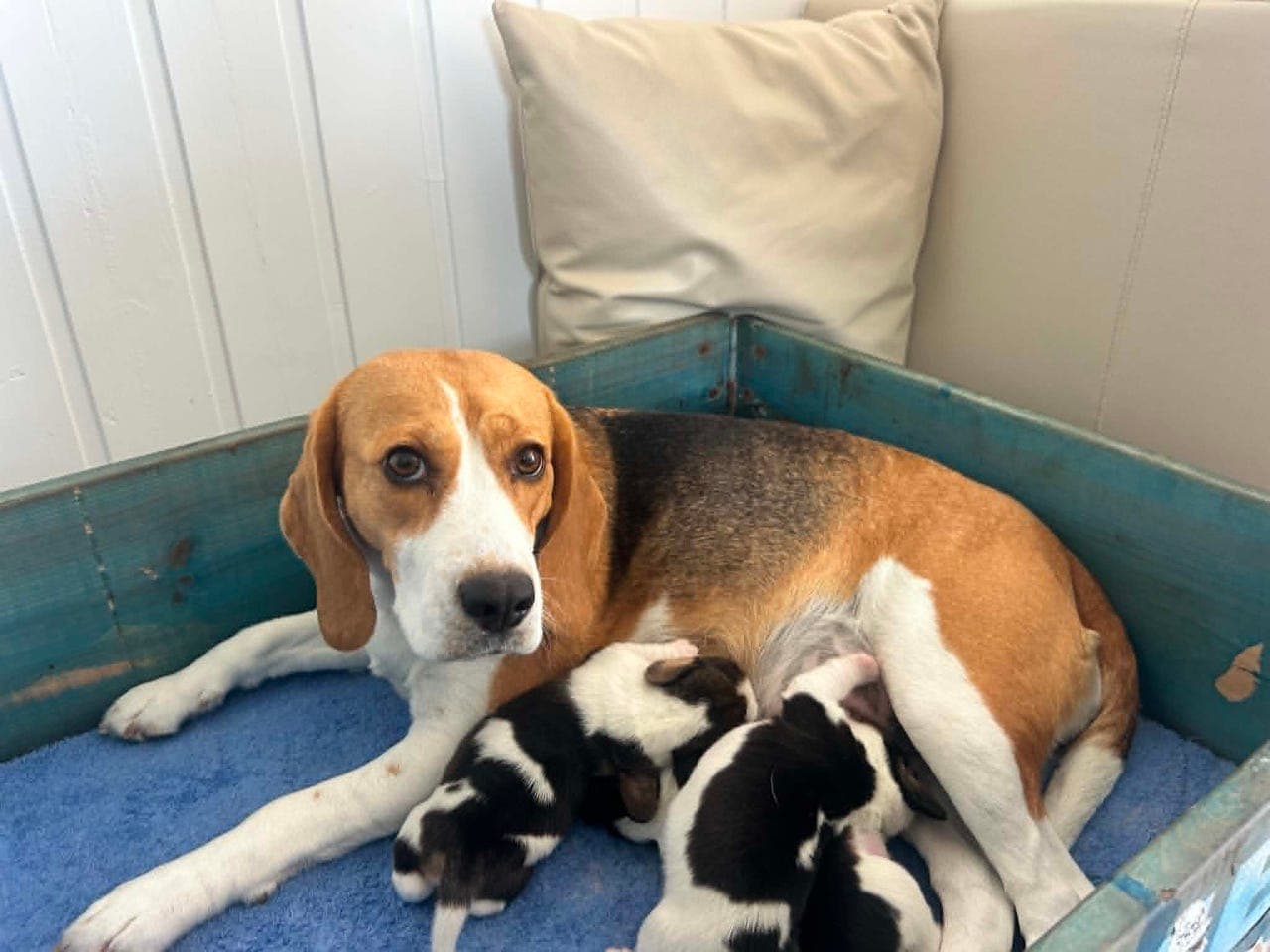 Beagle-valper etter Bella og Aha Knerten's Djengis