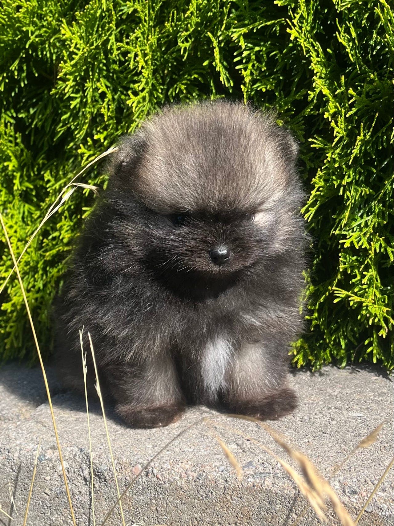 Pomeranian hannvalp - NKK registrert/stamtavle
