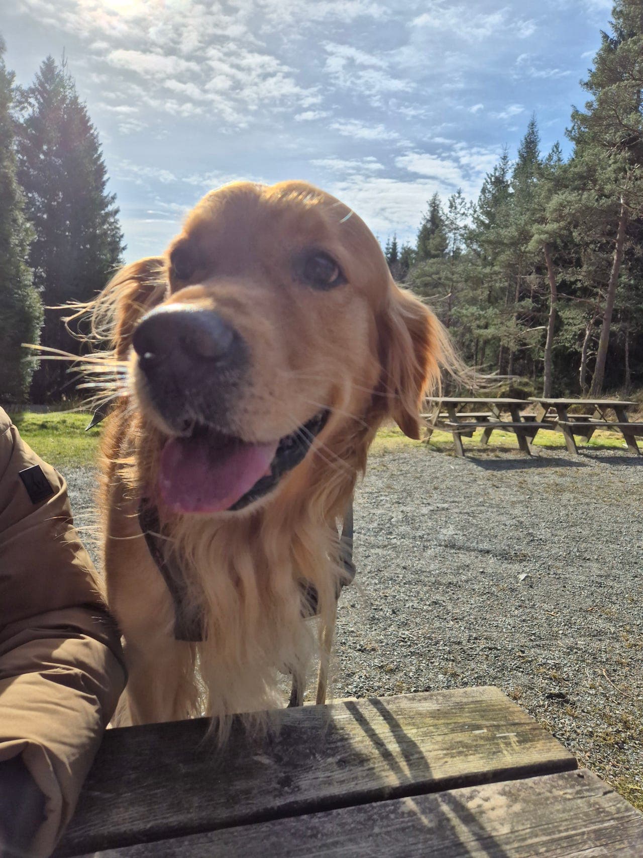 Aktiv og frisk Golden Retriever (8,5 år) søker nytt, godt hjem