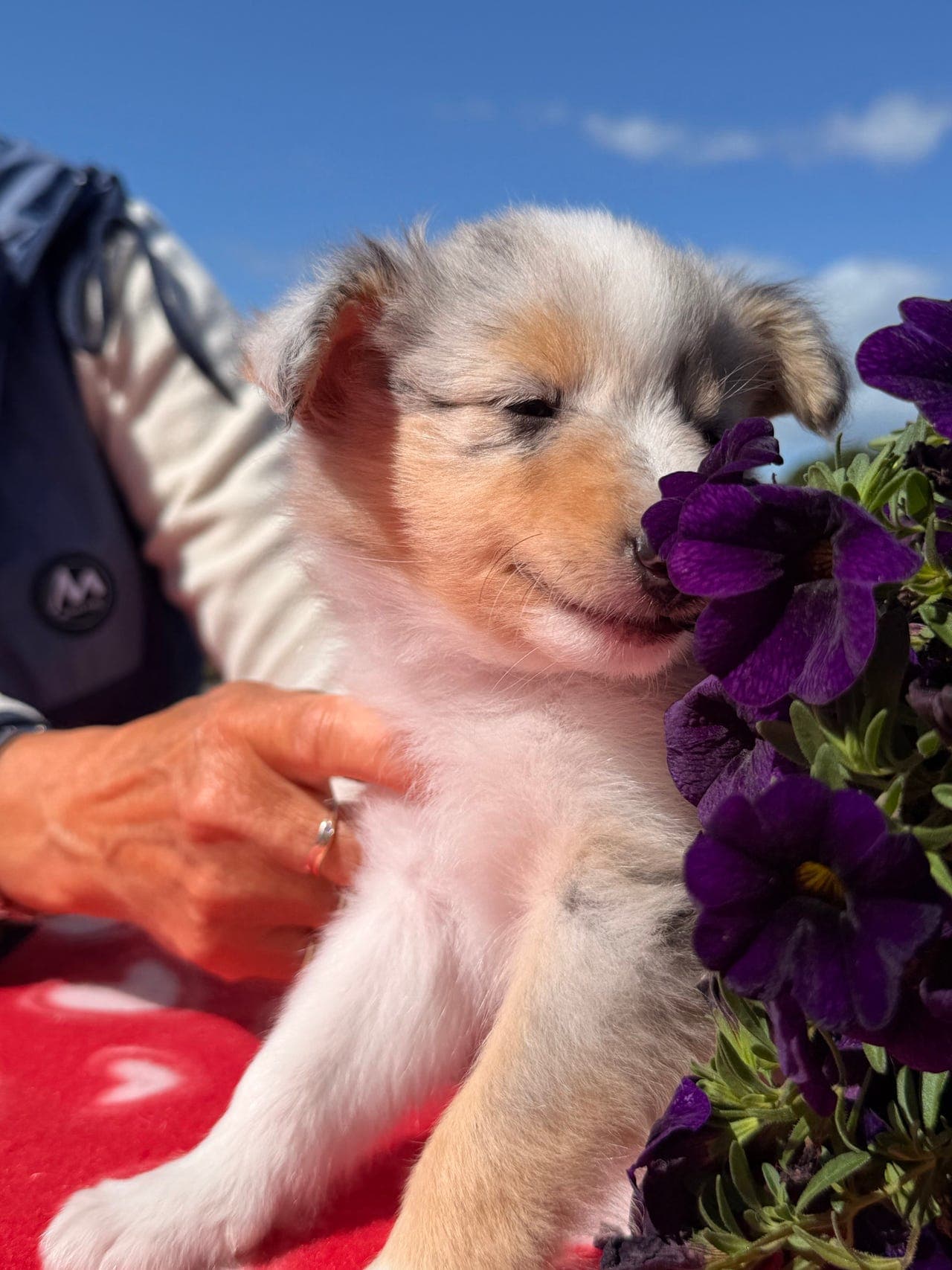Shetland Sheepdog hanvalper: 1 bm og 2 Tric hanner  9 uker til sags