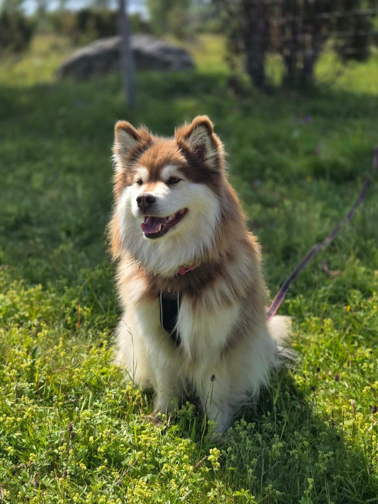 Finsk lapphund valper