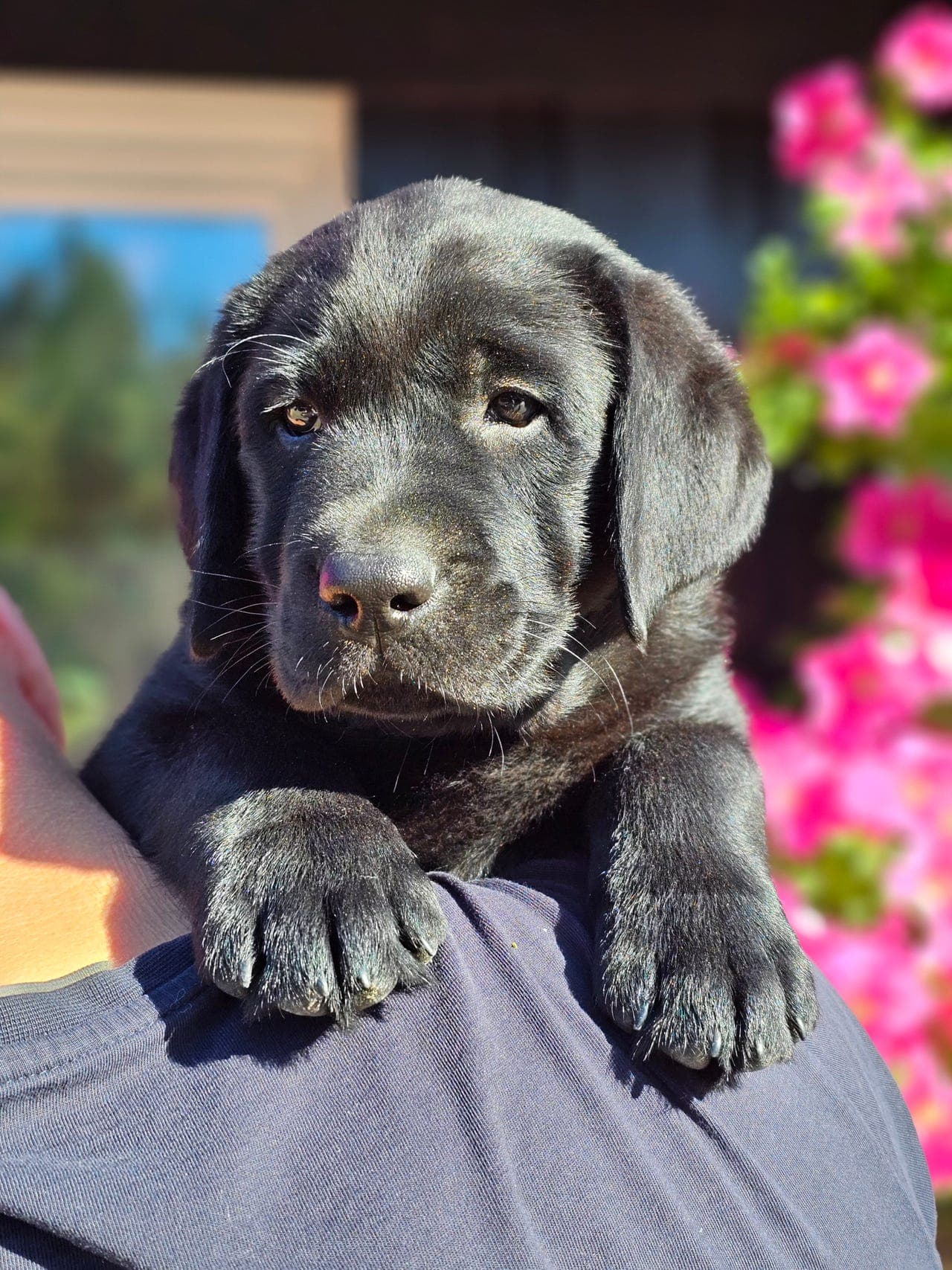 Labrador retriever valper